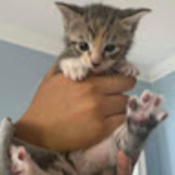 Meet your Posher, Ivane - Picture 1 of 1